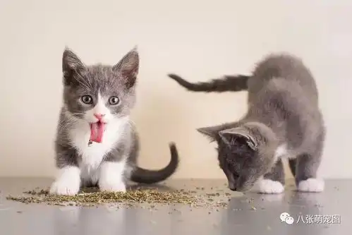 摄影师拍下了一组喵星人吸食猫薄荷的照片