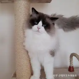 请问这样的重点色布偶2500,后期能逆袭么