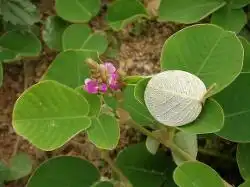 广金钱草