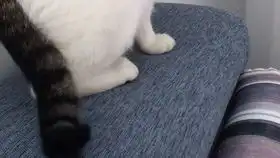 在响尾猫的危险边缘疯狂试探