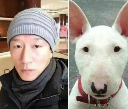 集市一只二哈没人买,以为是血统有问题,托起狗头一看咋这么眼熟