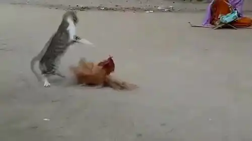 在危险边缘试探的小猫咪狂扇母鸡耳光,母鸡当场气炸毛,结果可惨了
