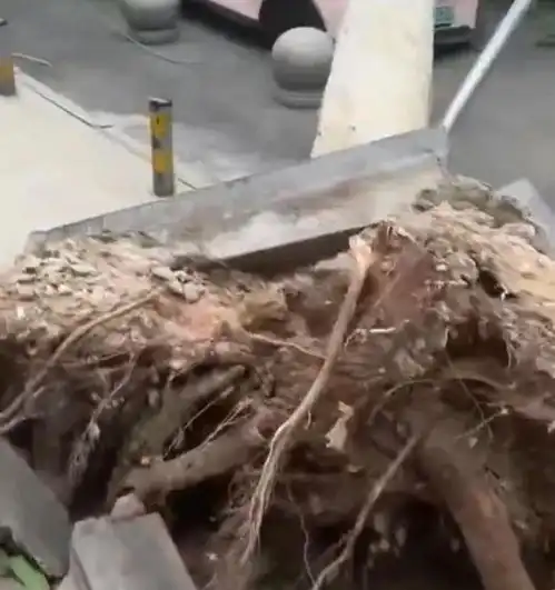 河南大风高达15级,突破历史值,大树连根被拔,汽车被砸风力狂风河南省网易订阅