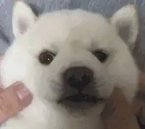 狗狗挑食怎么办试试这几招