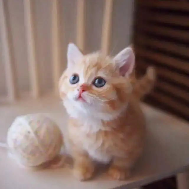 岁月是把猪饲料,曾经奶萌小橘变成了这样