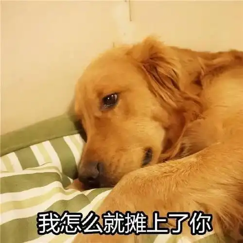 再三劝告想把金毛犬养好,这七件事必须要做好