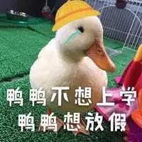 本鸭鸭驾到表情包微信头像图片大全