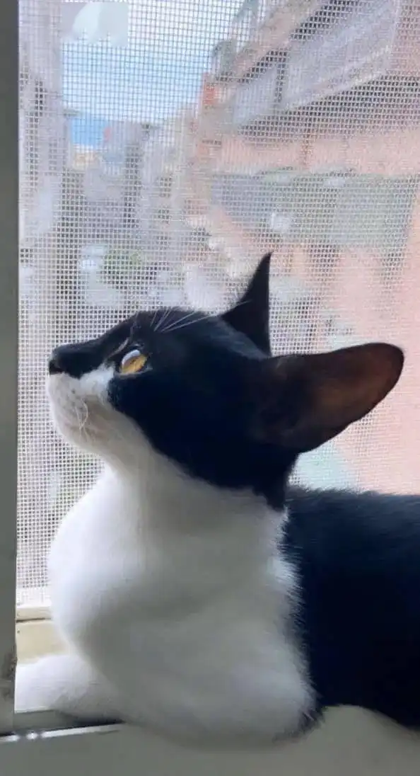 猫把小南瓜啃成这样,找到它时,它还一副不在乎的表情