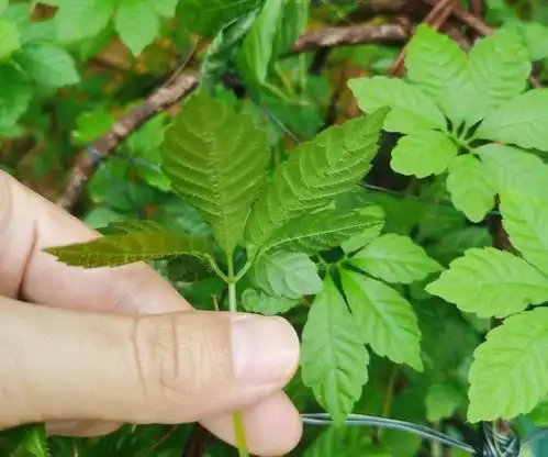 绞股蓝,又称七叶胆五叶参,有3大作用,农民朋友要了解金银花金樱子车前草覆盆子夏枯草救荒本草药用价值网易订阅