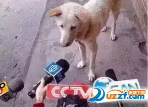 七夕虐狗表情包图片预览