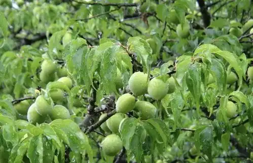 盛夏消暑,细说乌梅
