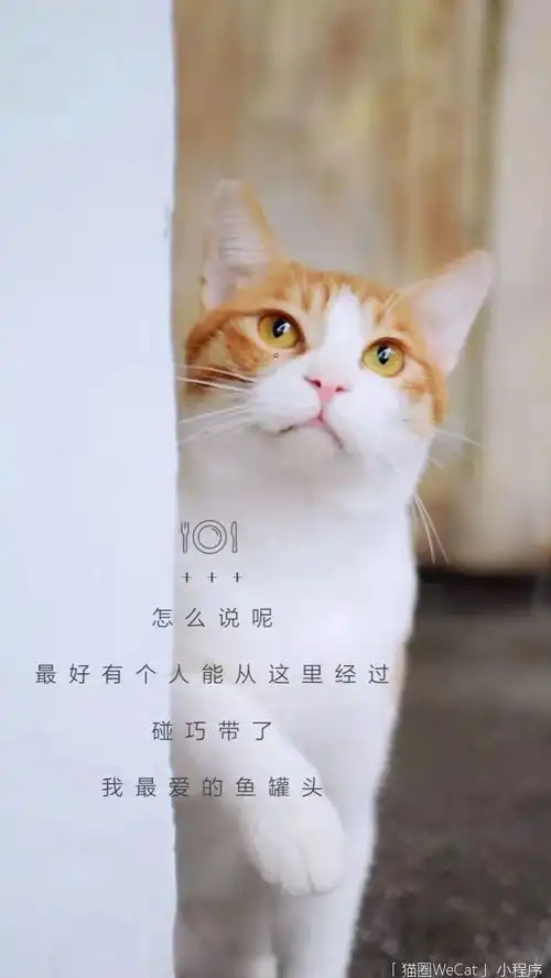听说99的铲屎官,壁纸都是自己家的猫猫圈话题